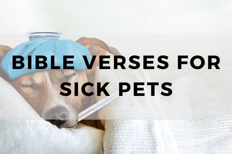 Bible Verses for Sick Pets