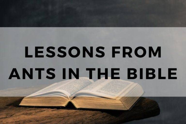 Lessons from Ants in the Bible