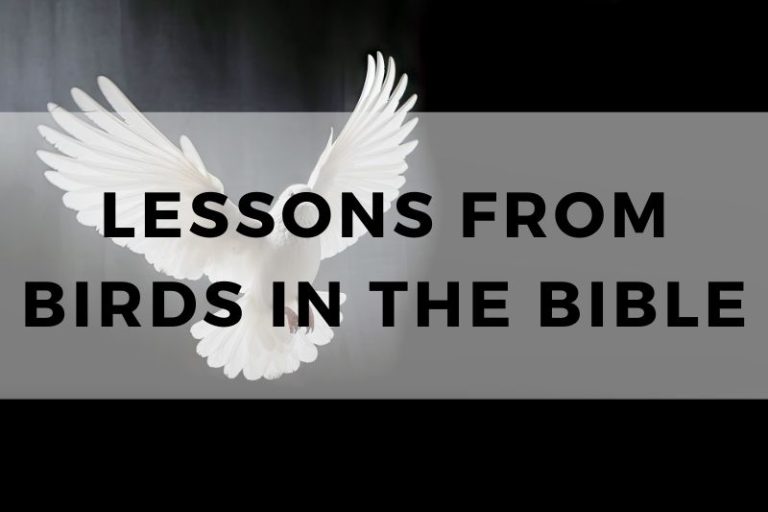 Lessons from Birds in the Bible