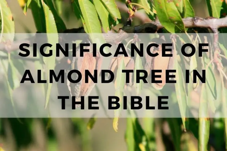 Significance of Almond Tree in the Bible